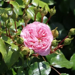 Beetrose / Bodendecker-Rose ‘Larissa‘ ® Angebot
