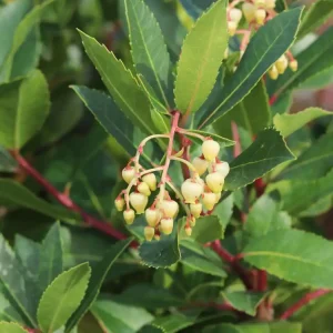 Erdbeerbaum ‘Compacta‘ Bestpreis