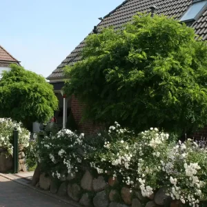 Kugel-Robinie / Kugelakazie ‘Umbraculifera‘ Preiswert