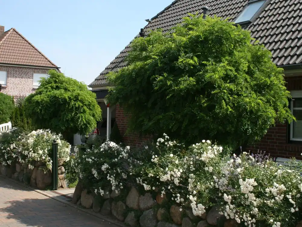 Kugel-Robinie / Kugelakazie ‘Umbraculifera‘ Preiswert