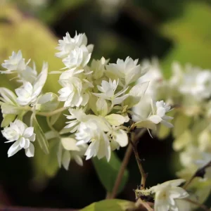 Schneeballhortensie Hovaria ® ‘Hayes Starburst‘ Markenprodukt