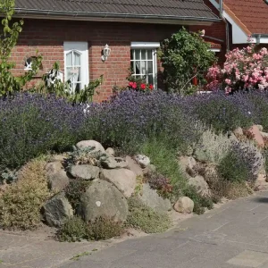 Lavendel ‘Munstead‘ Sichere Zahlung