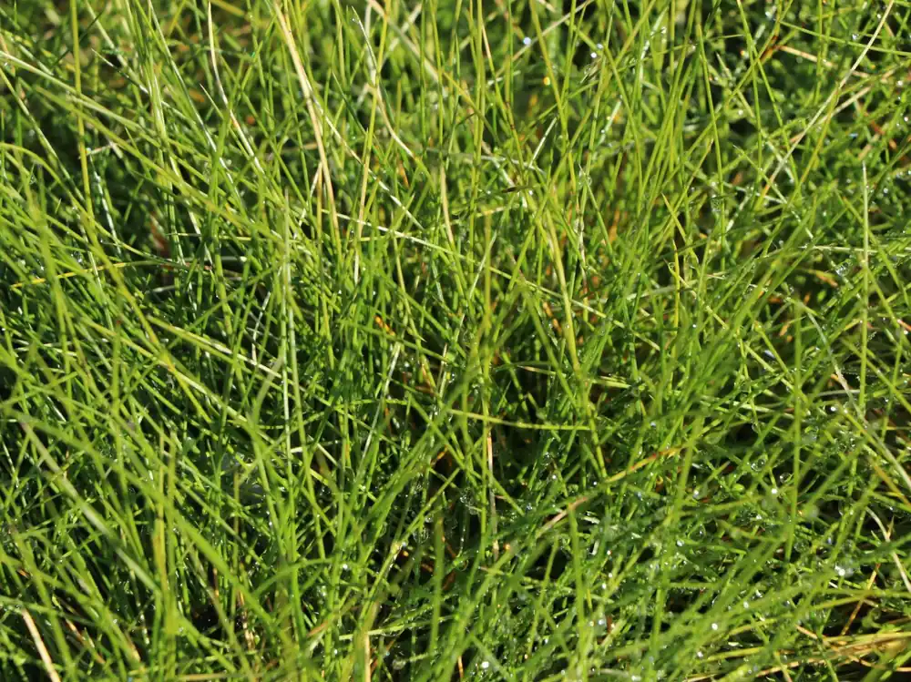 Versand Am Gleichen Tag Bärenfell Schwingel
