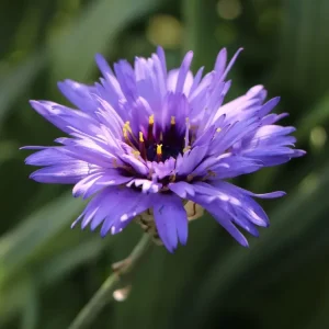 Blaublühende Rasselblume Markenware