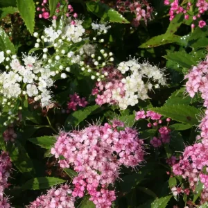 Zwergspiere ‘Shirobana‘ Versand Am Gleichen Tag