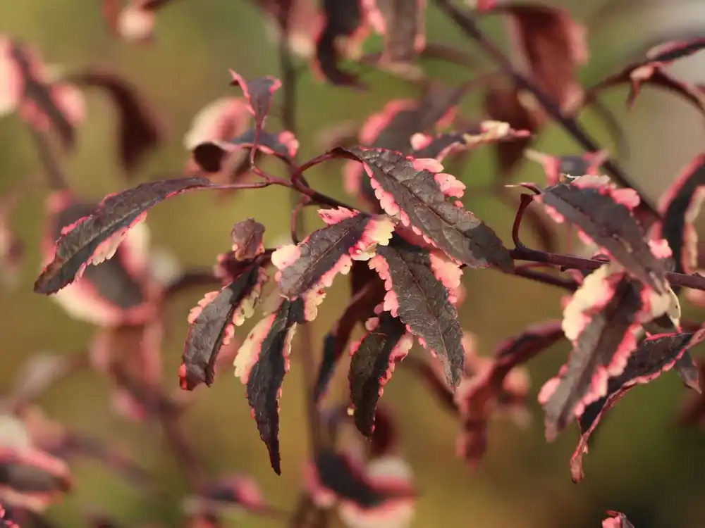 Markenware Wildpflaume ‘Hessei‘