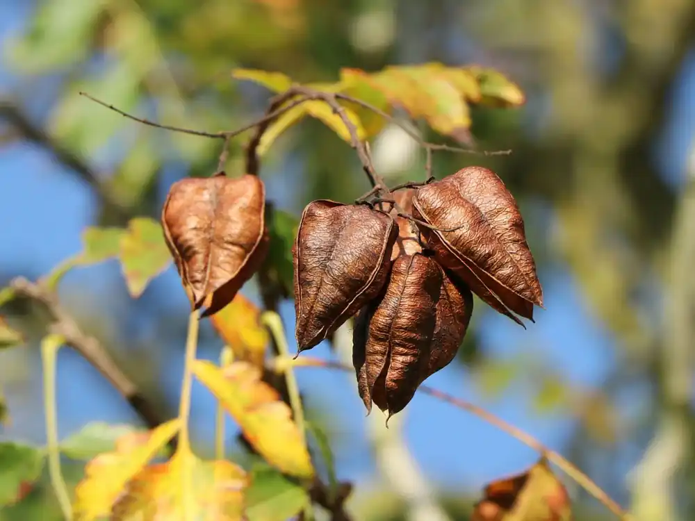 Nur Für Kurze Zeit Blasenbaum / Blasenesche