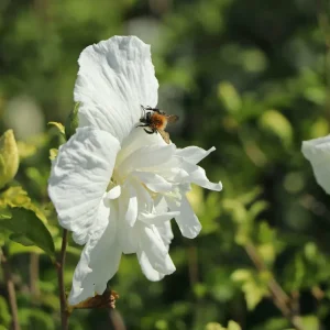 Garteneibisch ‘White Chiffon‘ ® Neue Kollektion