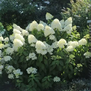 Preisreduziert Rispenhortensie ‘Phantom‘