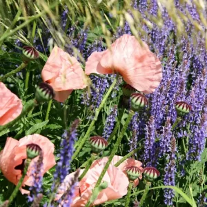Orientalischer Mohn ‘Princ. Victoria Louise‘ Preis Gesenkt