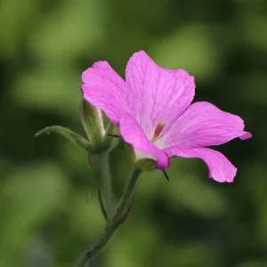 Oxford-Storchschnabel ‘Claridge Druce‘ Aktuell