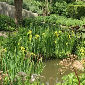 Heimische Sumpf-Schwertlilie Beliebt