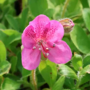 Zwerg-Rhododendron Gratis Versand