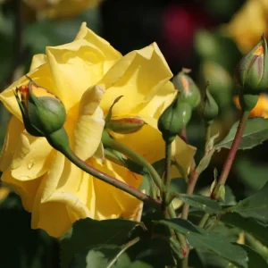 Versand Am Gleichen Tag Kletterrose ‘Golden Gate‘ ®