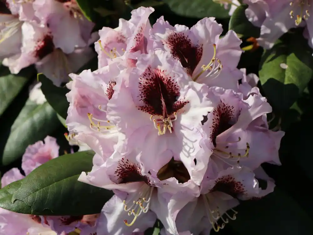 Rhododendron ‘Pinguin‘ Direktkauf