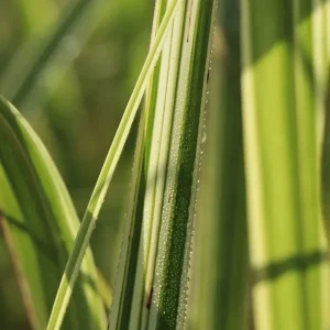 Weißgestreifter Chinaschilf ‘Variegatus‘ Neue Kollektion