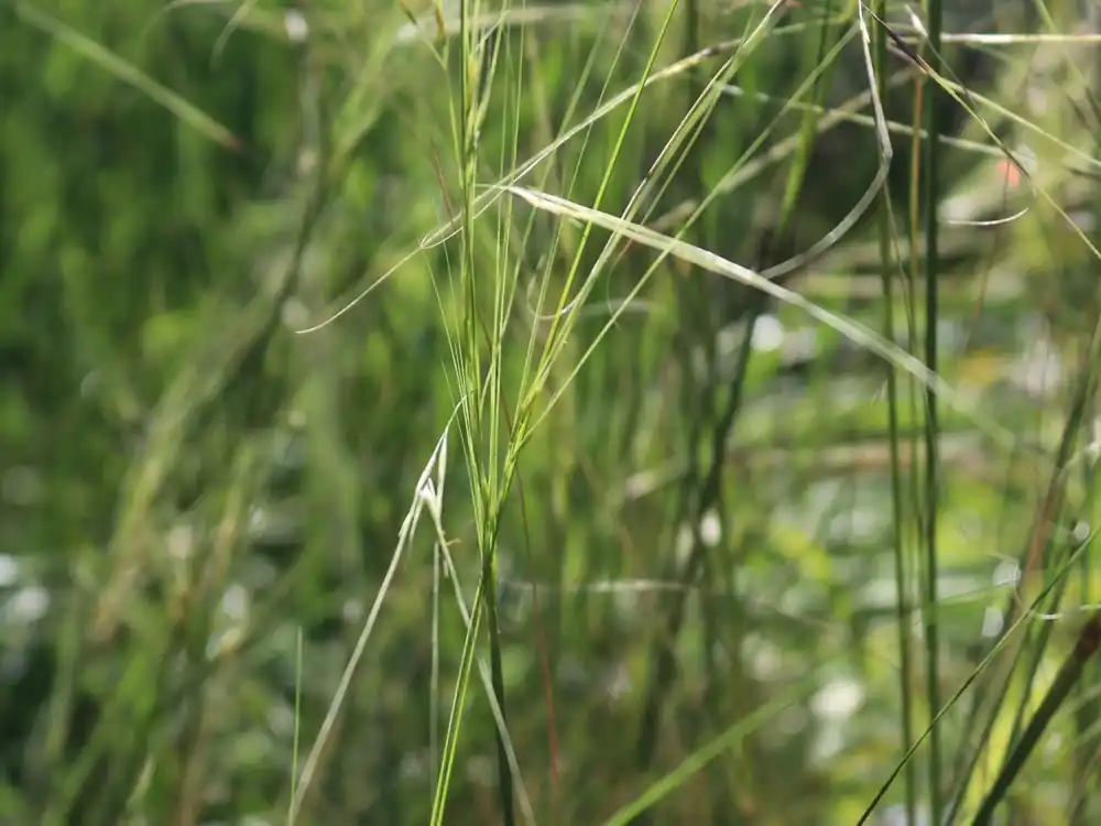 Begrenztes Angebot Büschel Haargras