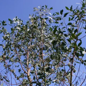 Mostgummi-Eukalyptus Preisreduziert