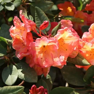 Neu Im Sortiment Rhododendron ‘Macarena‘