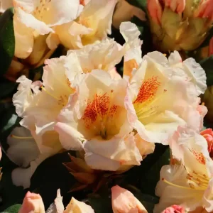 Rhododendron ‘Marylou‘ Schnäppchen