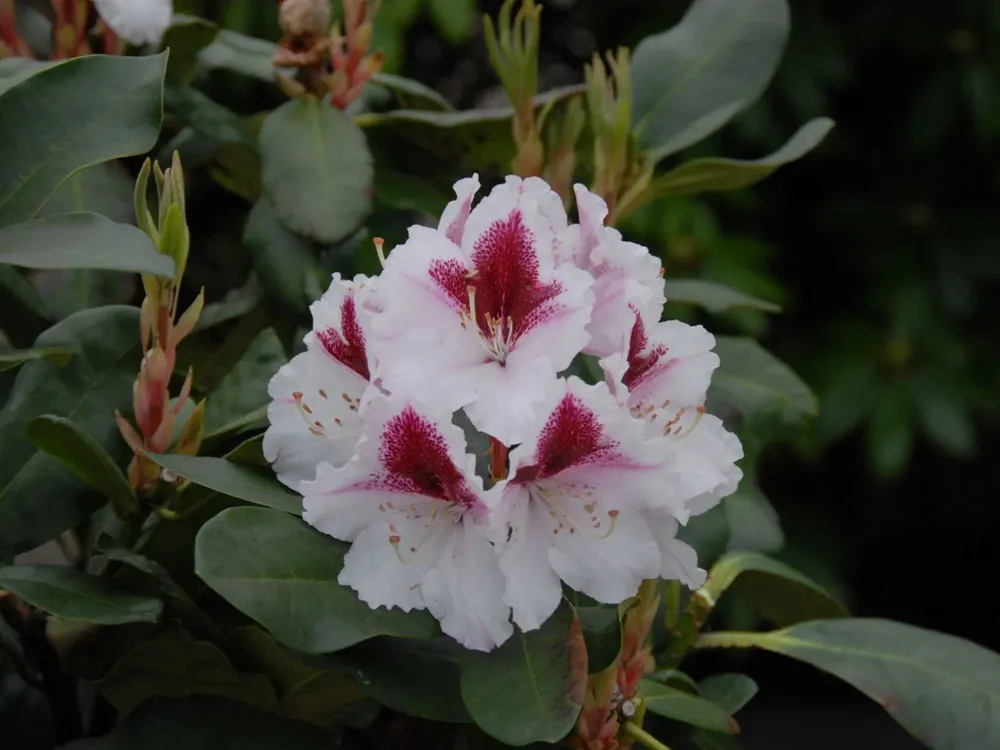 Rhododendron ‘Herbstgruß‘ Ausverkauf