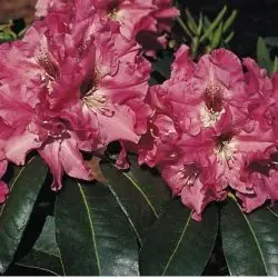 Online Kaufen Rhododendron ‘Juniflair‘