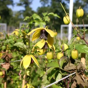 Preis Gesenkt Clematis ‘Golden Harvest‘