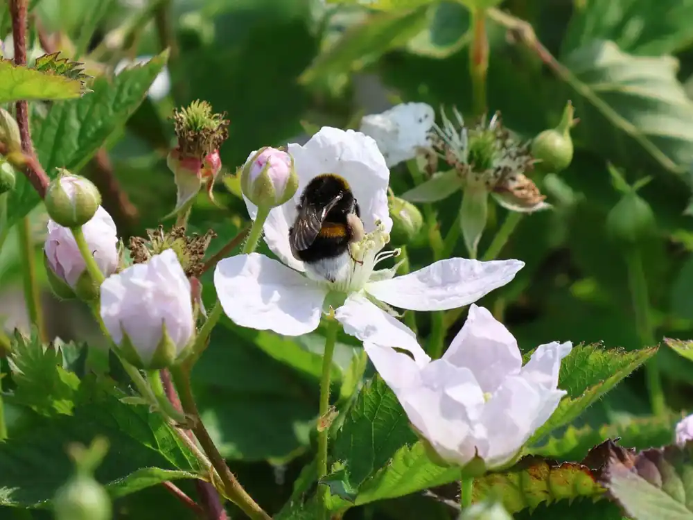 Günstig Brombeere ‘Navaho‘ ®