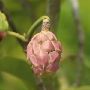 Preiswert Sommer-Magnolie