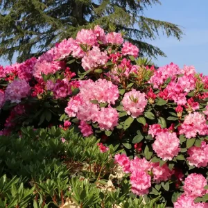 Rhododendron ‘Anastasia‘ ® Letzte Chance