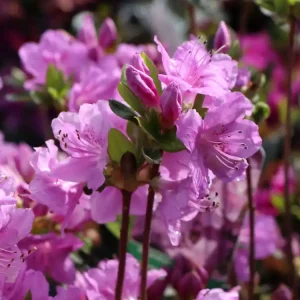 Sale Japanische Azalee ‘Otava‘