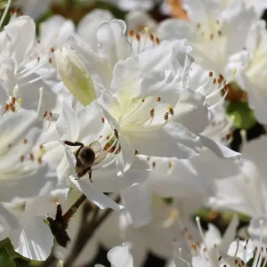 Japanische Azalee ‘Schneewittchen‘ Rabatt
