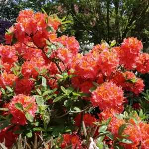 Neu Laubabwerfende Azalee ‘Juanita‘