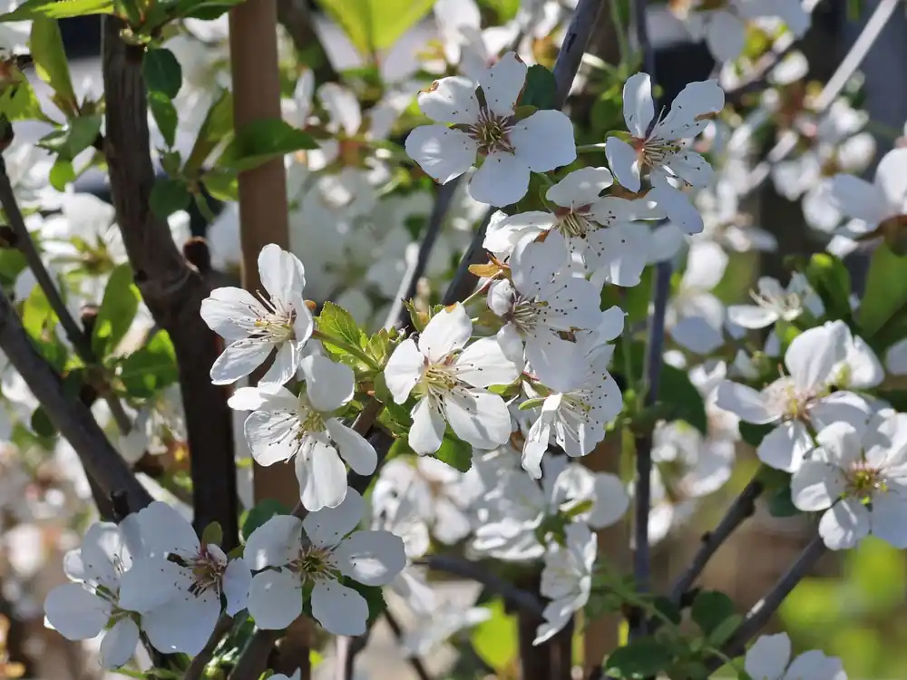 Geprüft Sauerkirsche ‘Karneol‘