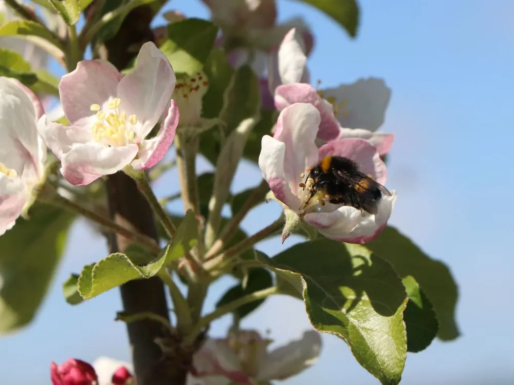 Markenware Sommerapfel ‘Stark Earliest‘