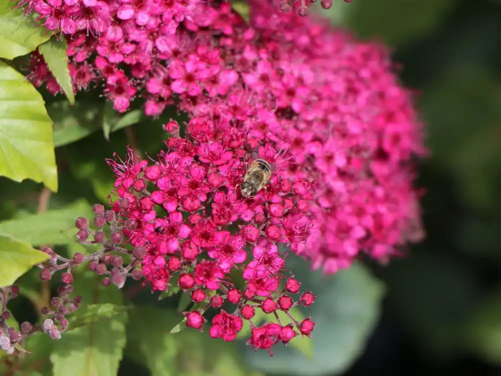 Rote Sommerspiere ‘Anthony Waterer Sapho‘ Mega-Angebot