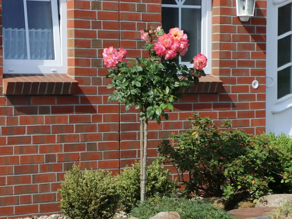 Bestpreis Edelrose ‘Augusta Luise‘ ®