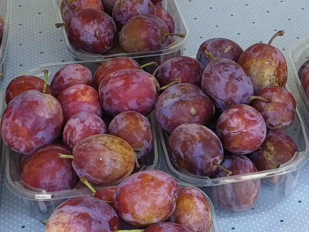 Pflaume ‘Opal‘ Sofort Bestellen