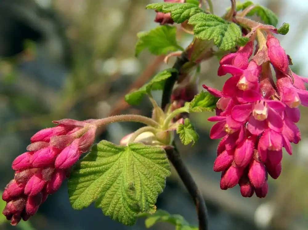 Schnäppchen Blutjohannisbeere / Zierjohannisbeere