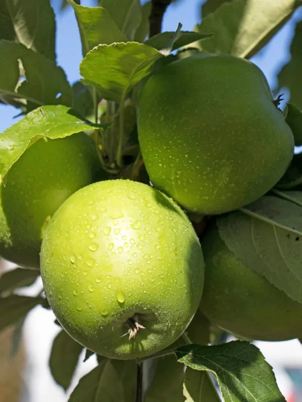 Winterapfel ‘Granny Smith‘ Neu Im Sortiment