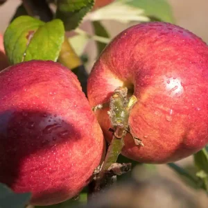 Ausverkauf Herbstapfel ‘Berner Rosenapfel‘