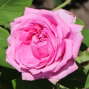 Historische Rose ‘Mme Boll‘ Direkt Vom Hersteller