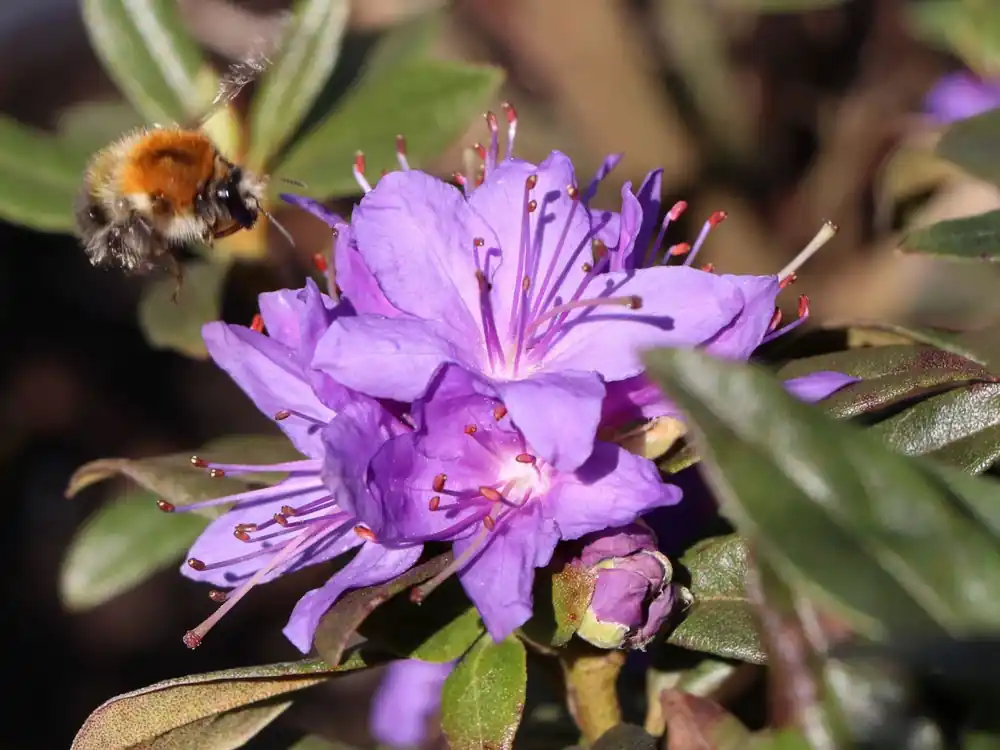Rhododendron ‘Violetta‘ Angebot