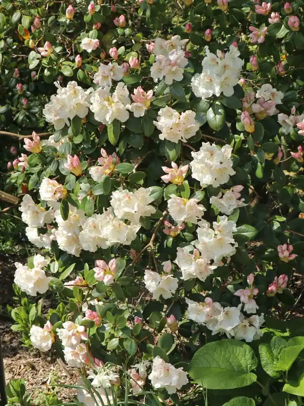 Meistverkauft Rhododendron ‘Gartendirektor Rieger‘