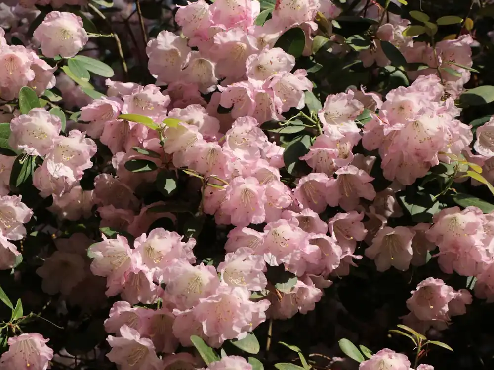 Neue Ware Rhododendron ‘Jackwill‘