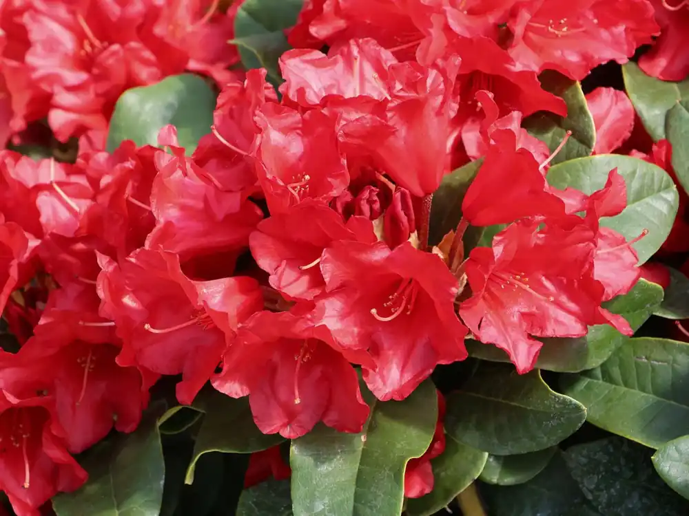 Rhododendron ‘Rotkäppchen‘ Top-Angebot