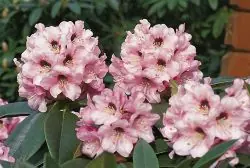 Rhododendron ‘Monteverdi‘ Wochenendangebot