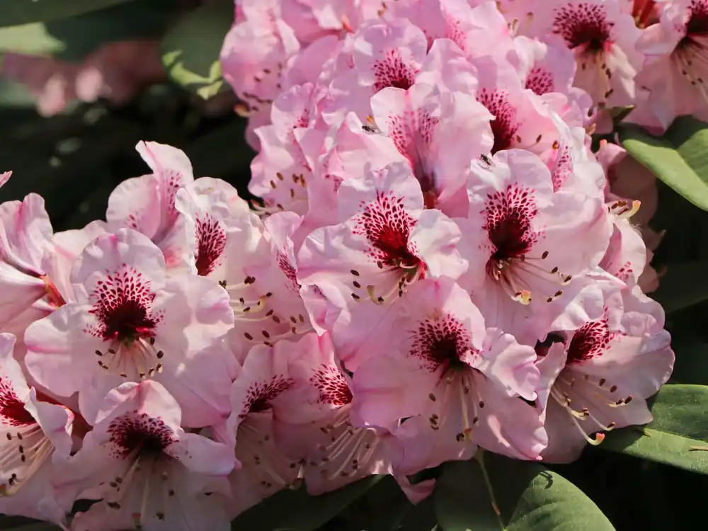 Wochenendangebot Rhododendron ‘Sarastro‘