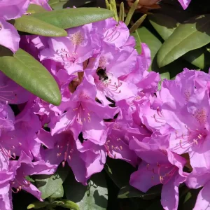 Rhododendron ‘Catawbiense Boursault‘ Versand Am Gleichen Tag