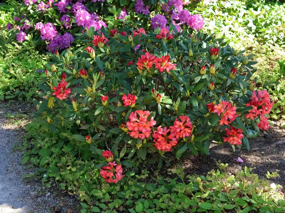 Mega-Angebot Rhododendron ‘Balalaika‘